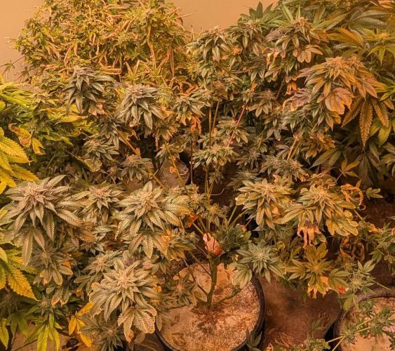 Pink Gelato. Week 24