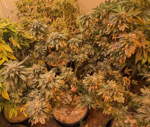 Pink Gelato. Week 24