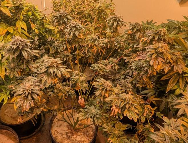 Pink Gelato. Week 24
