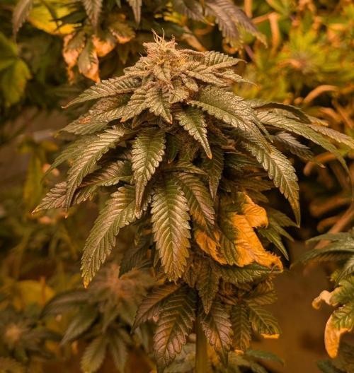 Pink Gelato. Week 24