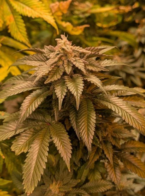 Pink Gelato. Week 24