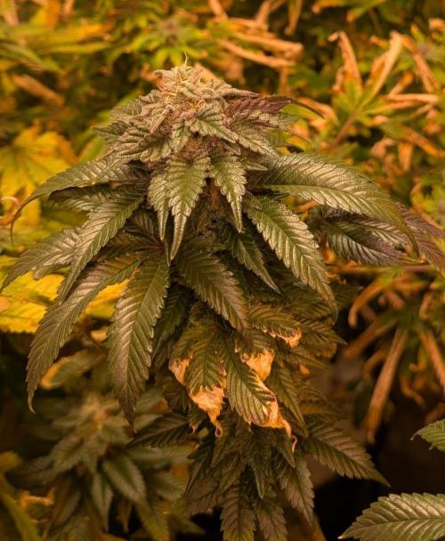 Pink Gelato. Week 24