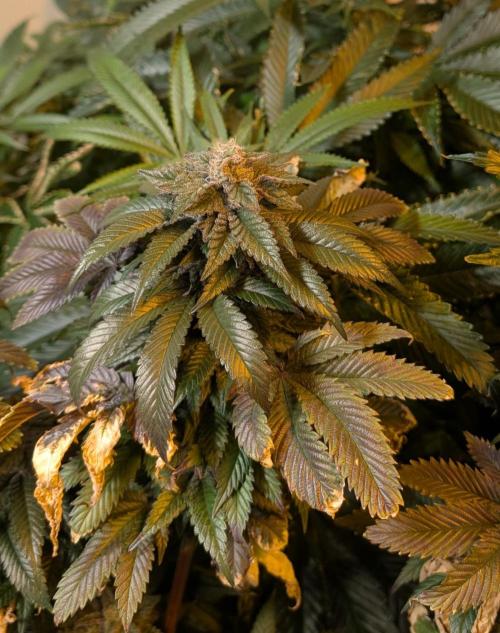 Pink Gelato. Week 24
