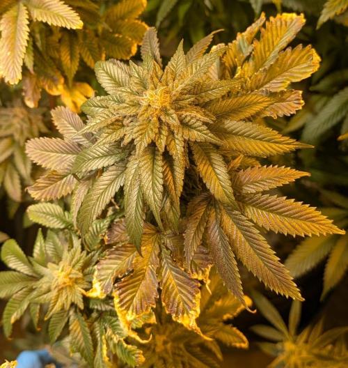 Pink Gelato. Week 24