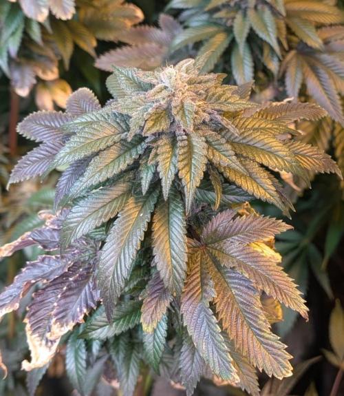 Pink Gelato. Week 24