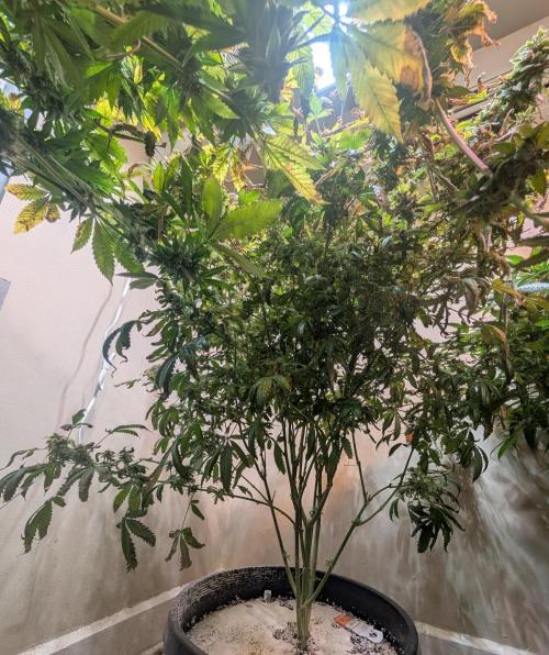 Gushers. Week 24