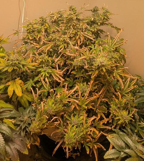 Gushers. Week 24