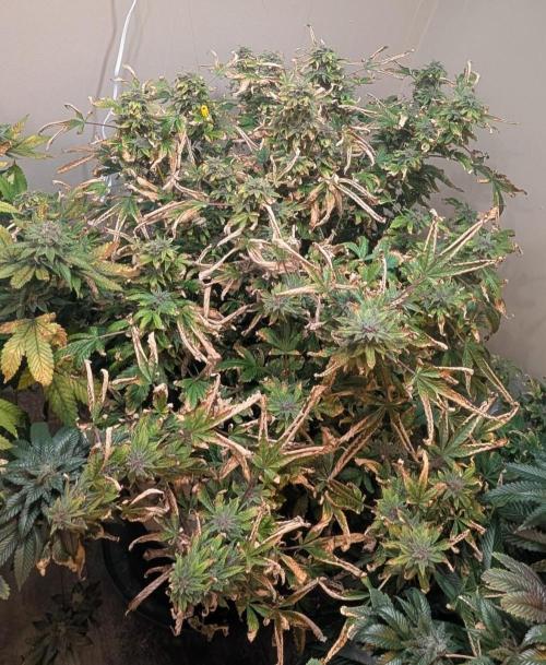 Gushers. Week 24