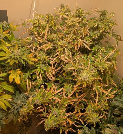 Gushers. Week 24