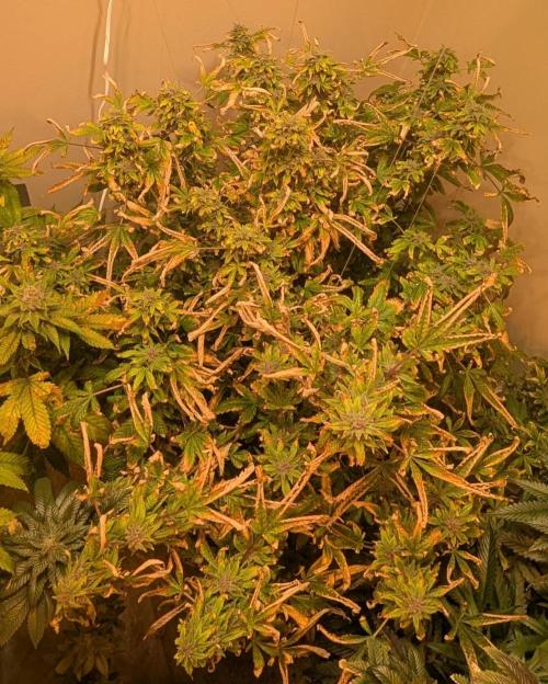 Gushers. Week 24