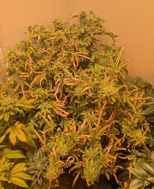 Gushers. Week 24