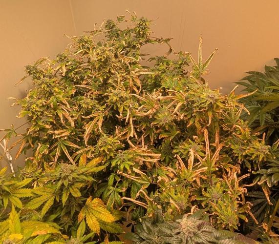 Gushers. Week 24