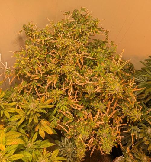 Gushers. Week 24