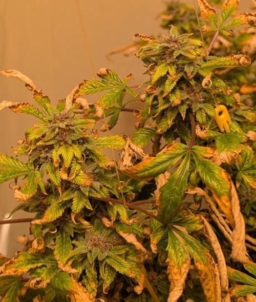 Gushers. Week 24