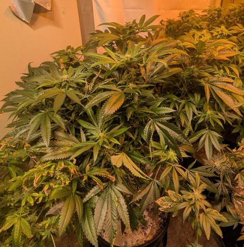 Pellezino Cookies. Week 24