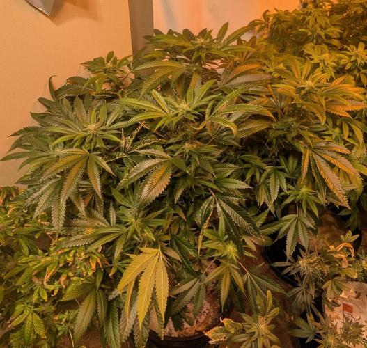 Pellezino Cookies. Week 24
