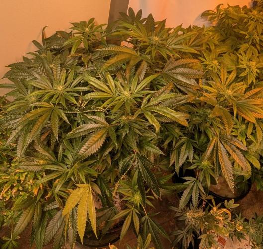 Pellezino Cookies. Week 24