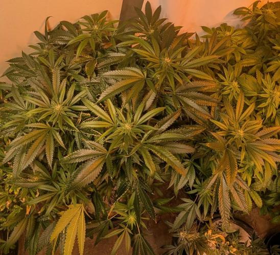 Pellezino Cookies. Week 24
