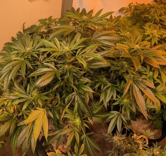 Pellezino Cookies. Week 24
