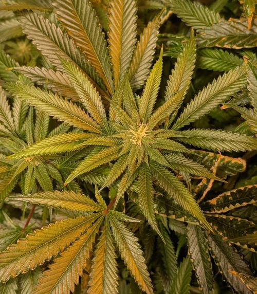 Pellezino Cookies. Week 24