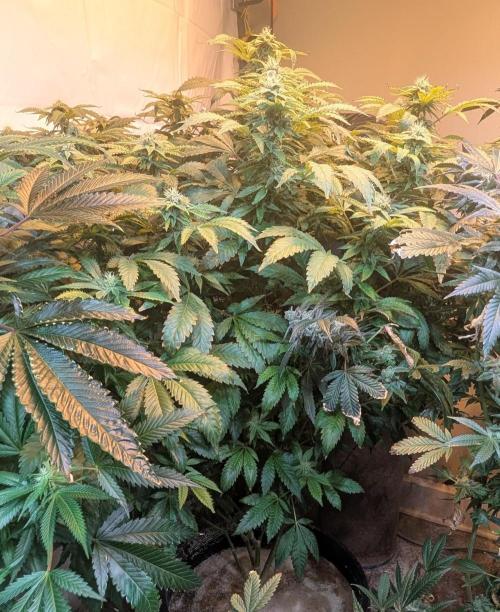Forbidden Fruit. Week 24