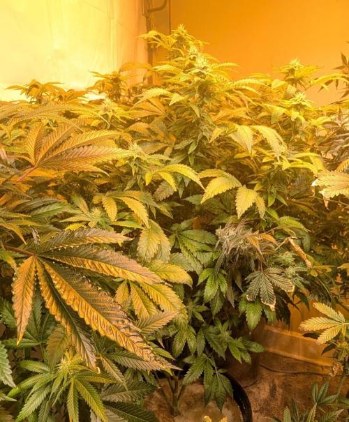 Forbidden Fruit. Week 24