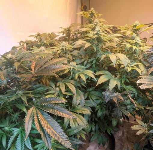 Forbidden Fruit. Week 24