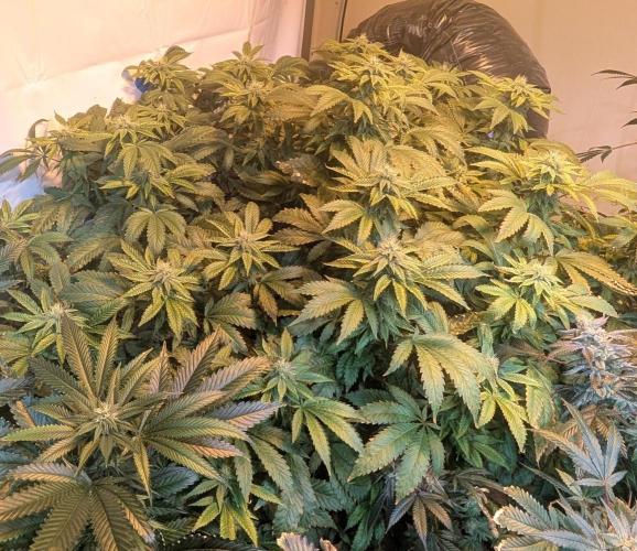 Forbidden Fruit. Week 24