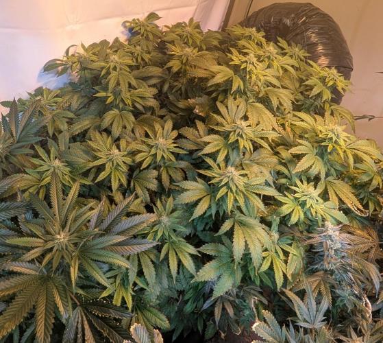 Forbidden Fruit. Week 24