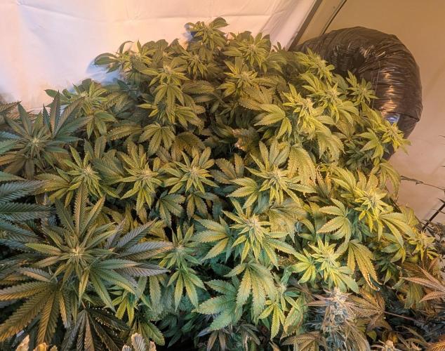 Forbidden Fruit. Week 24