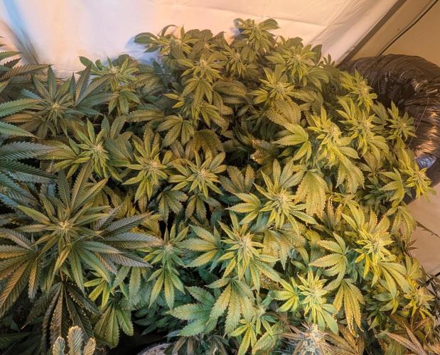 Forbidden Fruit. Week 24
