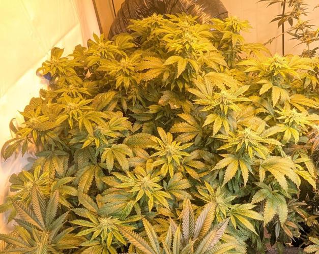 Forbidden Fruit. Week 24