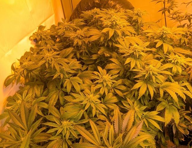 Forbidden Fruit. Week 24
