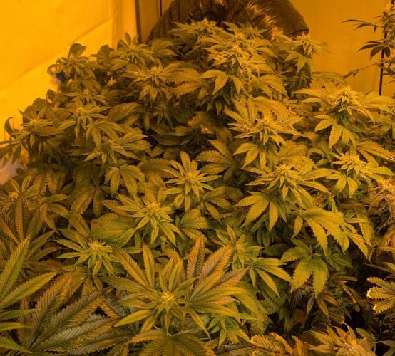 Forbidden Fruit. Week 24