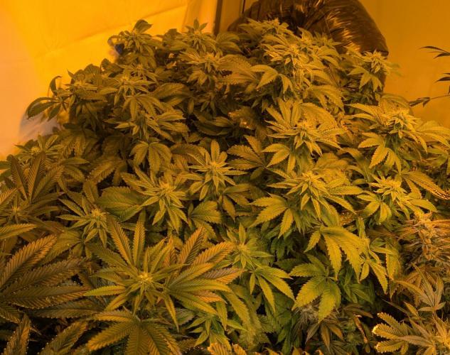 Forbidden Fruit. Week 24