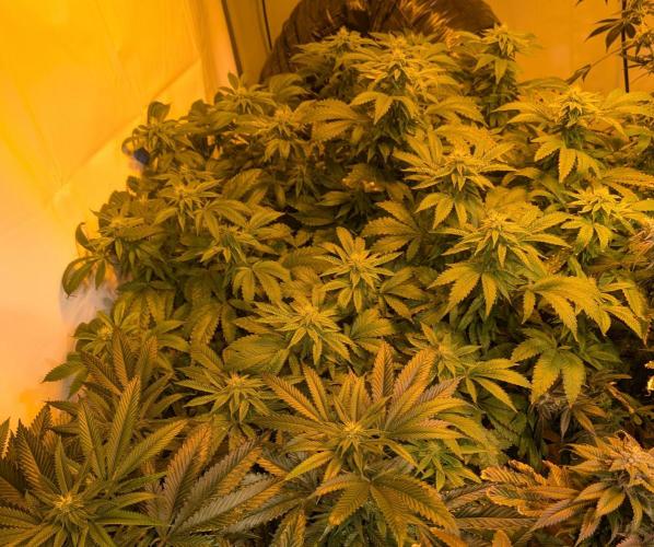 Forbidden Fruit. Week 24