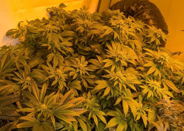 Forbidden Fruit. Week 24