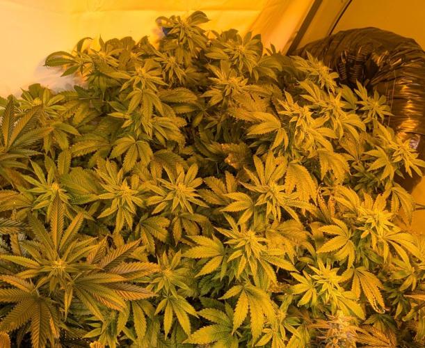 Forbidden Fruit. Week 24