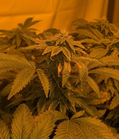 Forbidden Fruit. Week 24