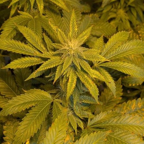 Forbidden Fruit. Week 24