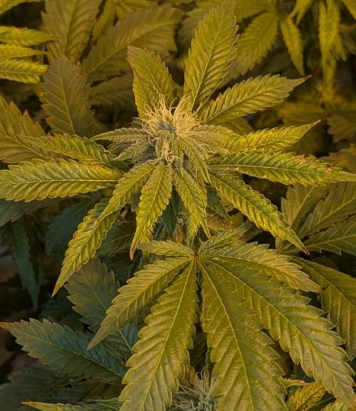 Forbidden Fruit. Week 24