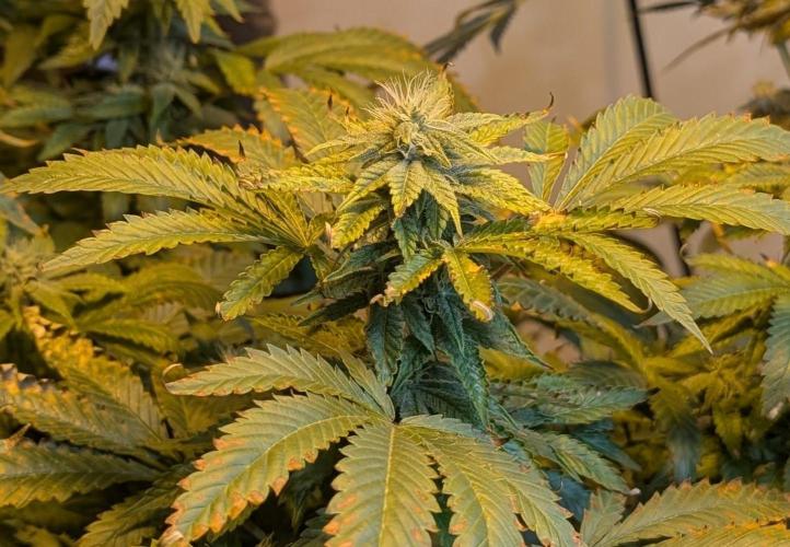Forbidden Fruit. Week 24