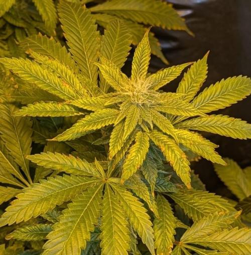 Forbidden Fruit. Week 24