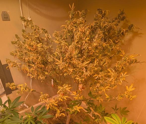 Fat Banana. Week 29