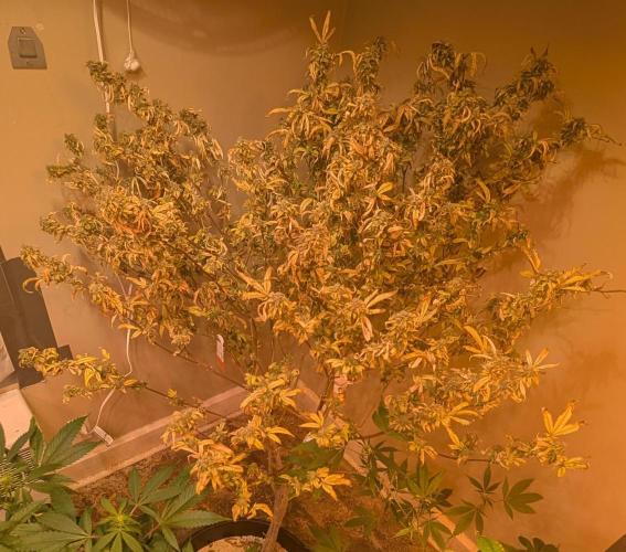 Fat Banana. Week 29
