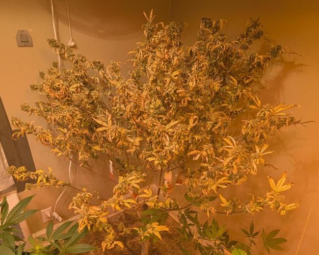 Fat Banana. Week 29