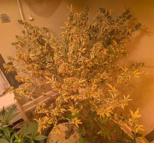 Fat Banana. Week 29
