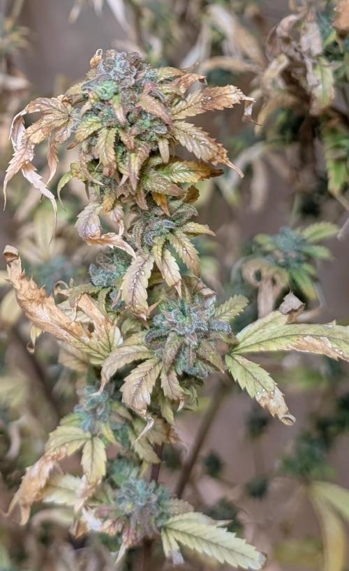 Fat Banana. Week 29