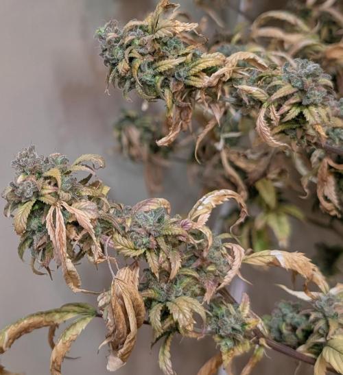 Fat Banana. Week 29