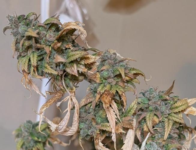 Fat Banana. Week 29